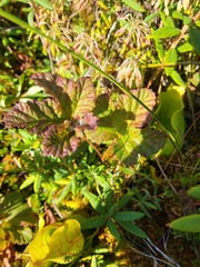 Rubus chamaemorus