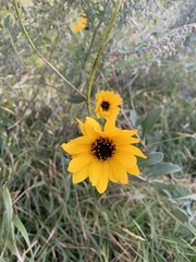 Helianthus pauciflorus
