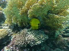 Chaetodon semilarvatus