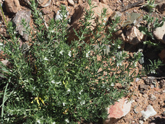 Teucrium trifidum