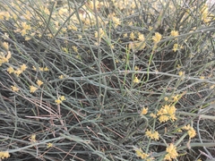 Ephedra