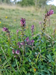 Odontites vulgaris