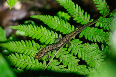 Desmognathus carolinensis