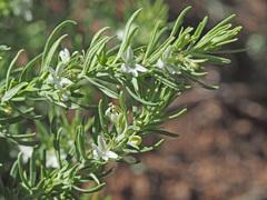 Teucrium trifidum