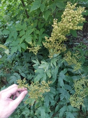 Filipendula ulmaria
