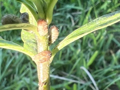 Lepyronia quadrangularis