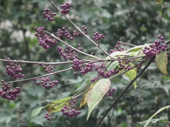 Callicarpa