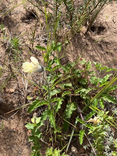 Monsonia emarginata
