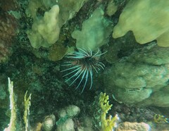 Pterois cincta