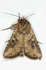 Mythimna languida