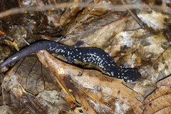 Plethodon cylindraceus