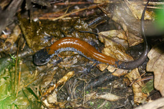 Plethodon yonahlossee