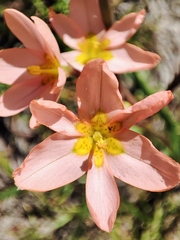 Moraea