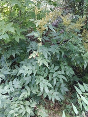 Filipendula ulmaria
