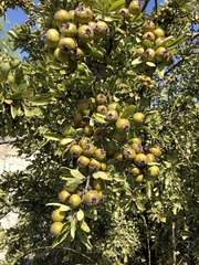 Pyrus spinosa