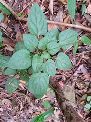 Ainsliaea macroclinidioides