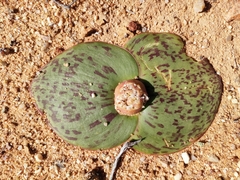 Massonia