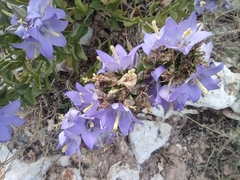Campanula versicolor tenorei