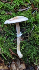 Agaricus