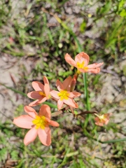 Moraea