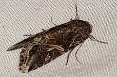 Spodoptera ornithogalli