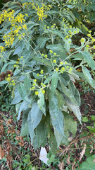 Verbesina alternifolia