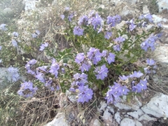 Campanula versicolor tenorei