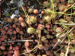 Petrosedum forsterianum