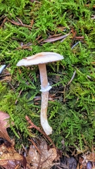 Agaricus
