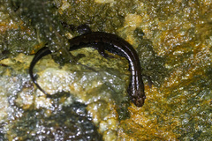 Desmognathus