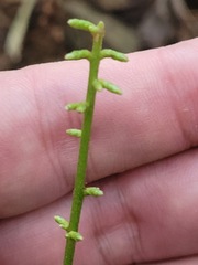 Ainsliaea macroclinidioides