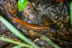 Plethodon yonahlossee