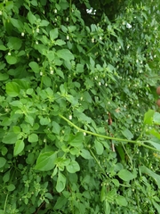 Salpichroa origanifolia