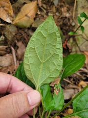 Ainsliaea macroclinidioides