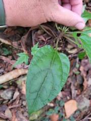 Ainsliaea macroclinidioides