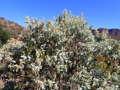 Buddleja glomerata