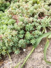 Sedum pallidum