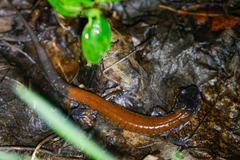 Plethodon yonahlossee