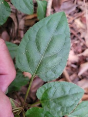 Ainsliaea macroclinidioides