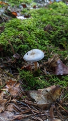 Agaricus