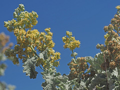 Buddleja glomerata