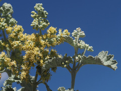 Buddleja glomerata