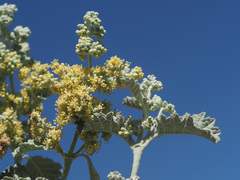 Buddleja glomerata
