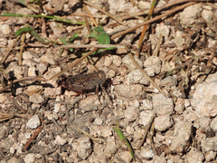 Calliptamus abbreviatus