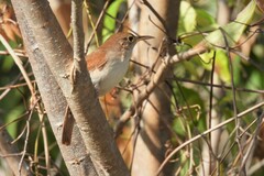 Troglodytes aedon beani