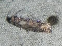 Eucopina tocullionana