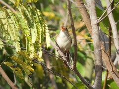 Troglodytes aedon beani