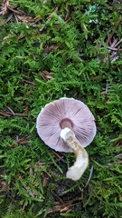 Agaricus