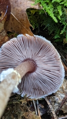 Agaricus