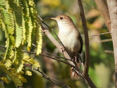 Troglodytes aedon beani